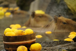 Yuzu, mikan, kabosu, hassaku & co: Japan's citrus fruits - diverse and aromatic