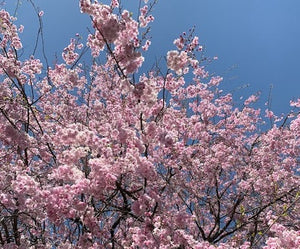 Sakura, sakura, sakura! The most beautiful season has begun in Japan!