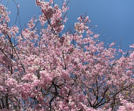 Sakura, sakura, sakura! The most beautiful season has begun in Japan!