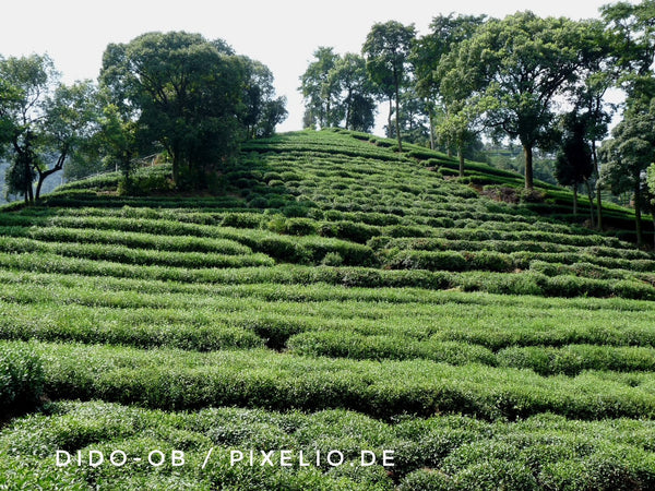 Green tea in Japan - ritual, art of cultivation, everyday drink